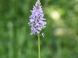 001-DSC 1151-Crop-DetEx-2048-Sig  Heath spotted orchid
