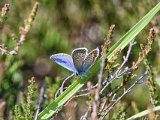 002-DSC 1533-Crop-DetEx-2048-Sig  Silver-studded blue butterfly