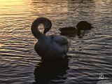 2017-02-01-Image006-DetEx-Exposure+1.2-2048-Sig  Hatchet Pond - swans at sunset