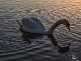 2017-02-01-Image007-DetEx-2048-Sig  Hatchet Pond - swans at sunset