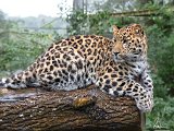 2017-07-22-003-DSC 6136-PSDetEx-2048-UnsharpMask+Sig  Leopard, Marwell Zoo