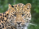 2017-07-22-004-DSC 6140-PSDetEx-2048-UnsharpMask+Sig  Leopard, Marwell Zoo